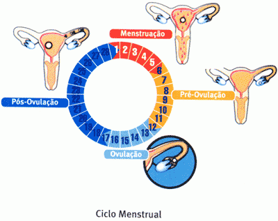 Ciclo menstrual - período fértil